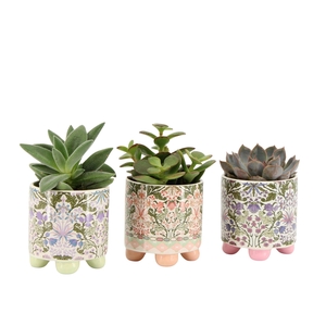 7802518: Solutionss Contradiction Succulenten