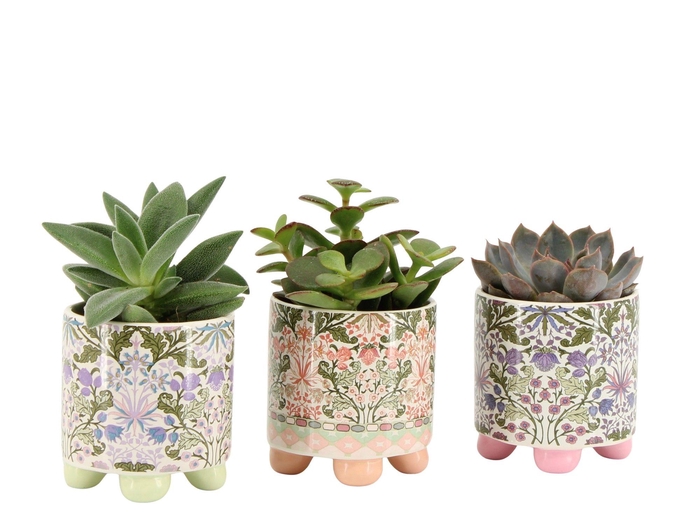 <h4>7802518: Solutionss Contradiction Succulenten</h4>