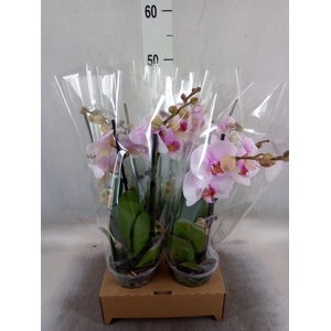 Phalaenopsis   ...