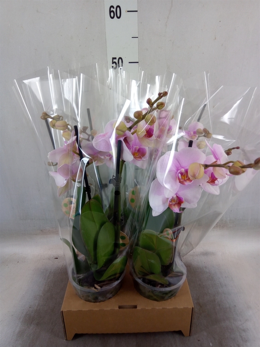 <h4>Phalaenopsis   ...</h4>