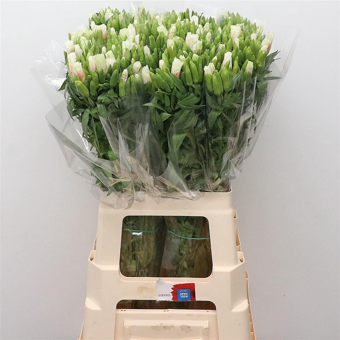 <h4>Clarkia White Pink</h4>