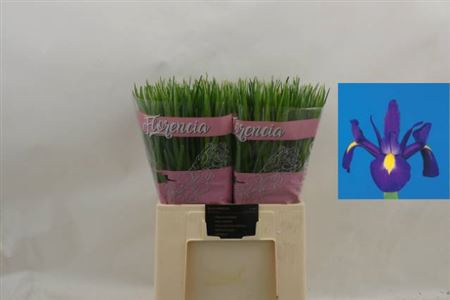 <h4>Iris Blue Magic</h4>