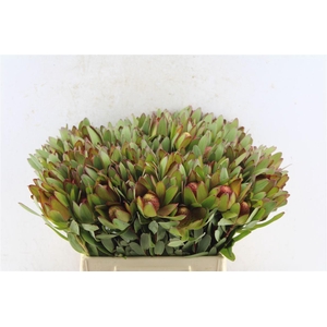 Leucad Saf Goldstrik Berry Xl