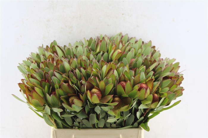 <h4>Leucad Saf Goldstrik Berry Xl</h4>