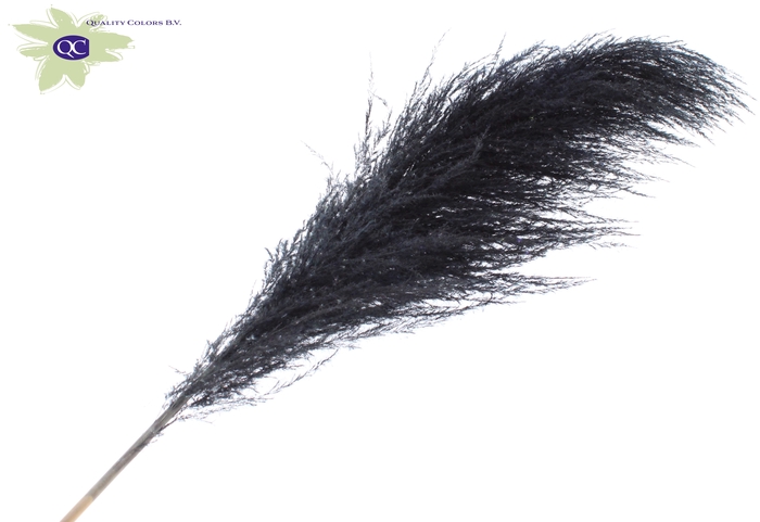 Pampas grass ± 175cm p/pc in poly black