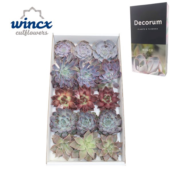 <h4>Echeveria Love Mix (wincx) Cutfl (5 Spcs)</h4>