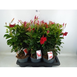 Mandevilla am. 'Diaman Topaze Ver'