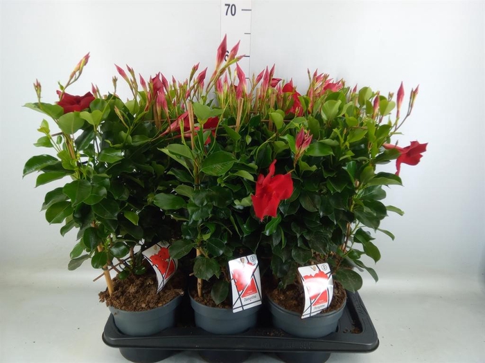 <h4>Mandevilla am. 'Diaman Topaze Ver'</h4>