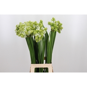 Ornithogalum Saundersiae