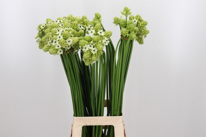 <h4>Ornithogalum Saundersiae</h4>