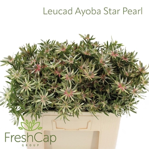 Leucadendron Ayoba Star Pearl