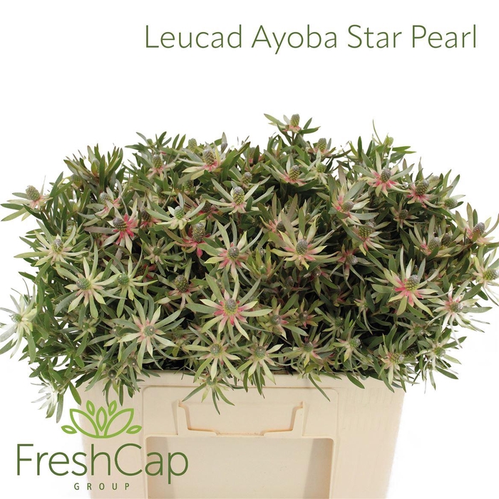 <h4>Leucadendron Ayoba Star Pearl</h4>
