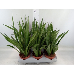 Sansevieria zeylanica 'Greenline'