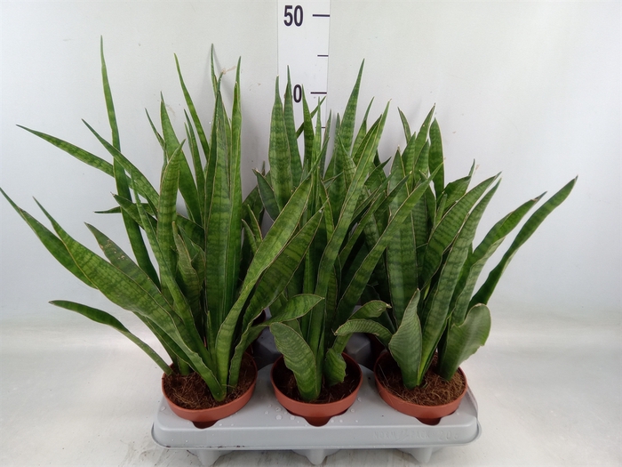 <h4>Sansevieria zeylanica 'Greenline'</h4>