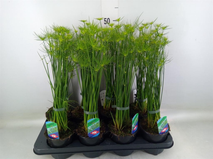 <h4>Cyperus haspan</h4>