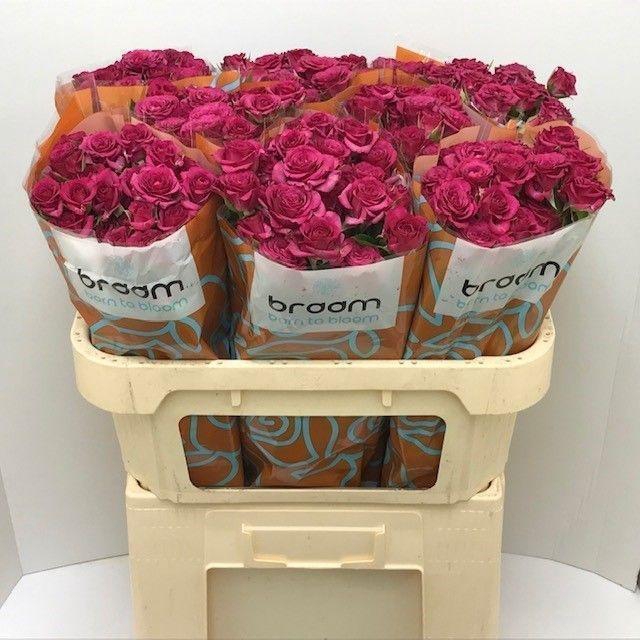 <h4>Rosa TR 'Cheyenne' BRAAM</h4>