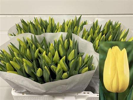 <h4>Tu En Strong Gold</h4>