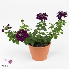 Concrete Pot Old Green/red 14x12cm