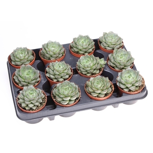 Echeveria   ...
