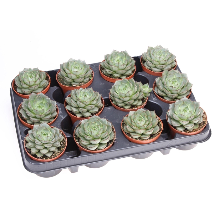 <h4>Echeveria   ...</h4>