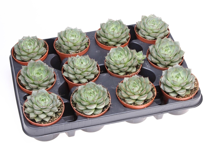 <h4>Echeveria   ...</h4>