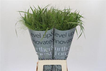 <h4>Panic Vi Fontaine</h4>