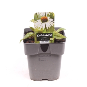 Echinacea purpurea 'White Swan'