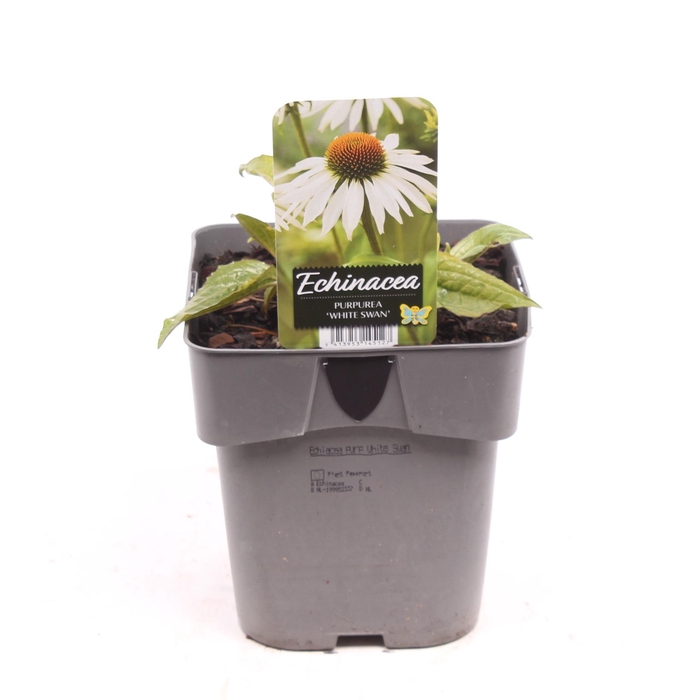<h4>Echinacea purpurea 'White Swan'</h4>