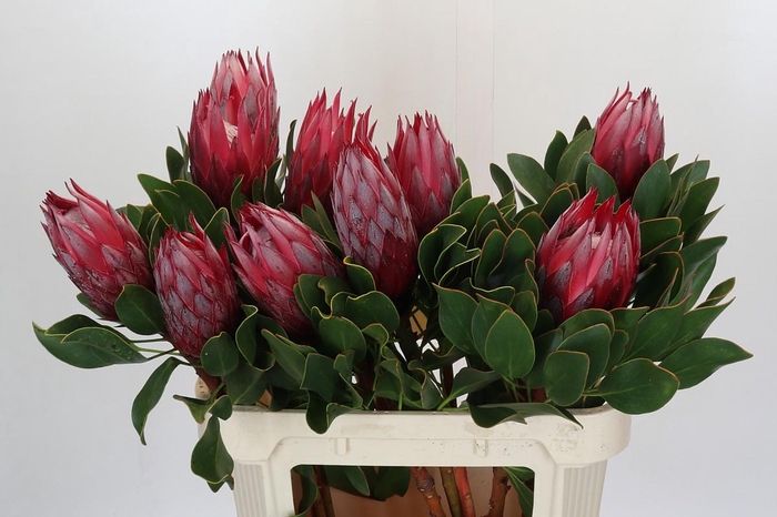 <h4>Protea Cynaroides Madiba</h4>