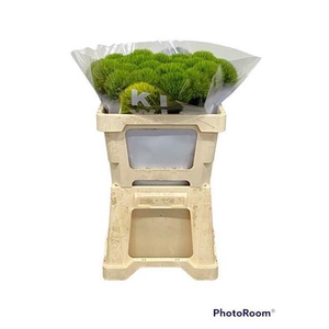 Di Barb Kiwi Mellow 50 Cm