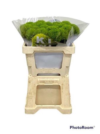 <h4>Di Barb Kiwi Mellow 50 Cm</h4>