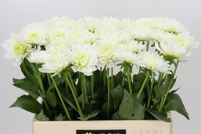 <h4>Dahlia Karma M. Zwaan</h4>