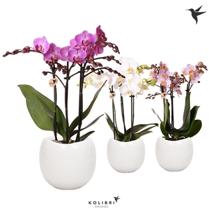 Kolibri Orchids Phalaenopsis mix 3 spike in Bowl pot white