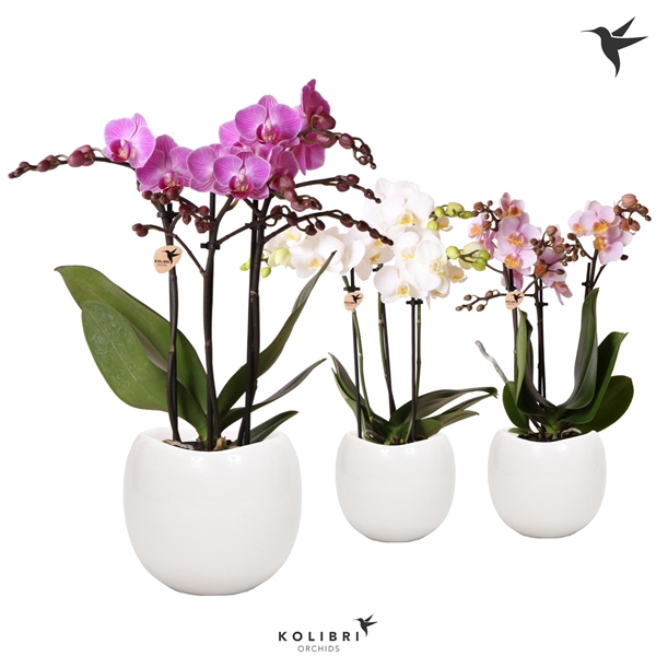 <h4>Kolibri Orchids Phalaenopsis mix 3 spike in Bowl pot white</h4>