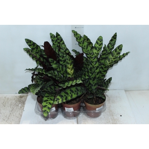 CALATHEA INSIGNIS P12