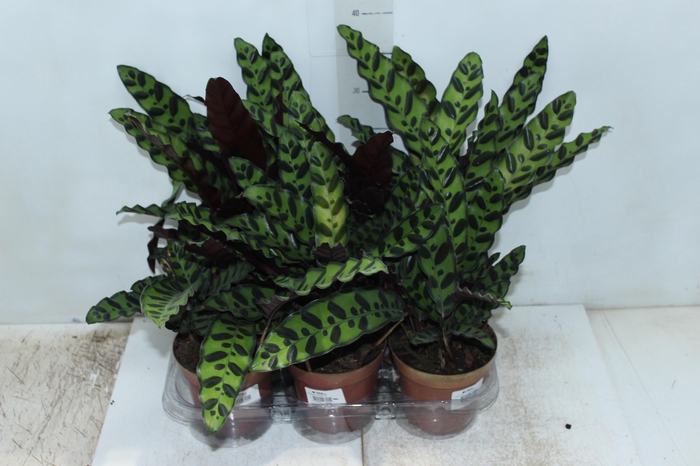 <h4>CALATHEA INSIGNIS P12</h4>
