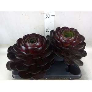 xSemponium 'Destiny'