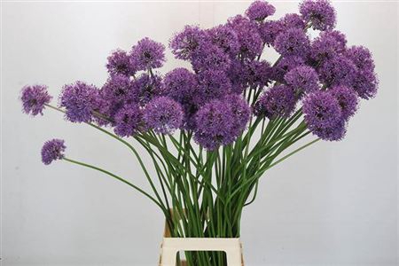 <h4>Allium Gladiator Crazy Artistiek</h4>