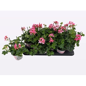 PEL PELT BALKON ROSE