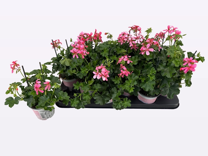 <h4>PEL PELT BALKON ROSE</h4>
