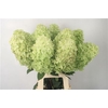 Hydrangea mag candle