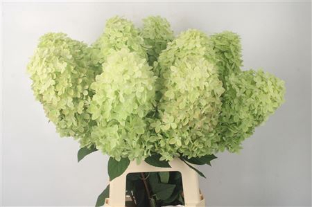 Hydrangea mag candle