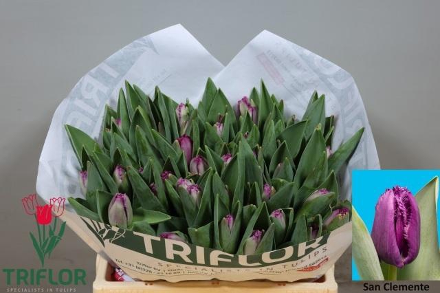 <h4>TU FR SAN CLEMENTE</h4>