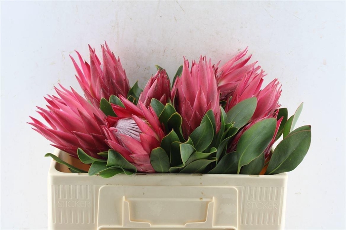 <h4>PROTEA CY MADIBA</h4>