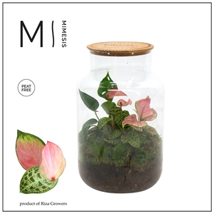 Mimesis KARMA Tropicals mix - Terrarium Bottled