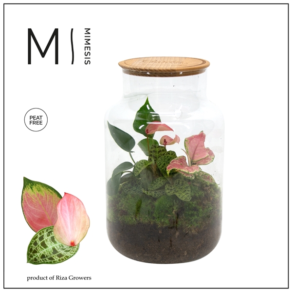 <h4>Mimesis KARMA Tropicals mix - Terrarium Bottled</h4>