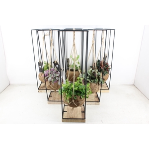 arr3 Kokoplant - Hang frame XL x6