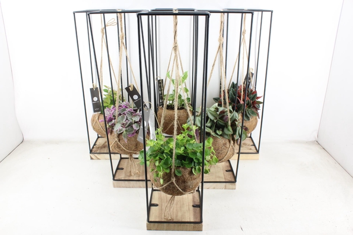 <h4>arr3 Kokoplant - Hang frame XL x6</h4>