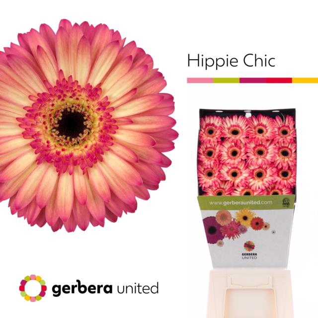 Gerbera diamond hippie chic