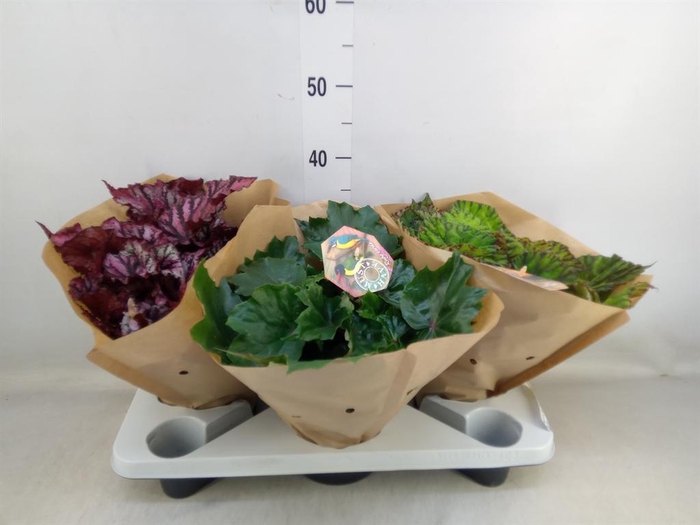 <h4>Begonia BD 'Beleaf' ...mix</h4>